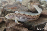 Eelpout (Zoarces viviparus)