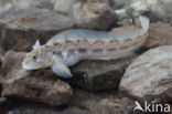 Eelpout (Zoarces viviparus)