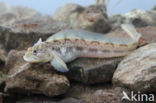 Eelpout (Zoarces viviparus)