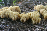 Upright coral (Ramaria stricta)