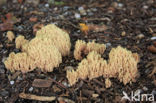 Upright coral (Ramaria stricta)