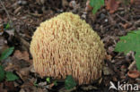 Upright coral (Ramaria stricta)