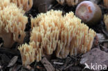 Rechte koraalzwam (Ramaria stricta)