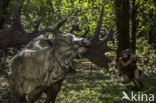 Irish elk (Megaloceros giganteus)