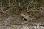 Giant Toad (Bufo marinus)