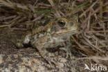 Giant Toad (Bufo marinus)