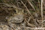 Giant Toad (Bufo marinus)