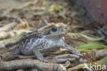 Giant Toad (Bufo marinus)