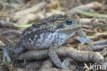 Giant Toad (Bufo marinus)