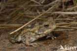 Rhinella marina