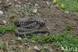 Grass Snake (Natrix natrix)