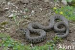 Grass Snake (Natrix natrix)