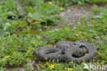 Grass Snake (Natrix natrix)