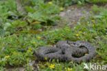 Grass Snake (Natrix natrix)