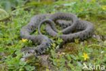 Grass Snake (Natrix natrix)