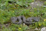 Grass Snake (Natrix natrix)