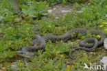 Grass Snake (Natrix natrix)