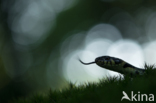 Grass Snake (Natrix natrix)