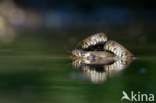 Grass Snake (Natrix natrix)