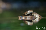 Grass Snake (Natrix natrix)