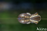 Grass Snake (Natrix natrix)