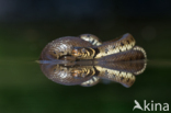 Grass Snake (Natrix natrix)