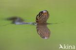 Grass Snake (Natrix natrix)