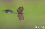 Grass Snake (Natrix natrix)