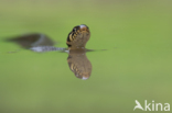 Grass Snake (Natrix natrix)