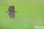 Grass Snake (Natrix natrix)