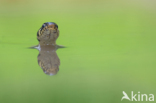 Grass Snake (Natrix natrix)