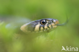 Grass Snake (Natrix natrix)