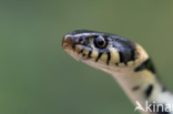 Grass Snake (Natrix natrix)