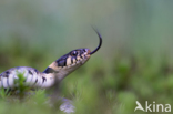 Grass Snake (Natrix natrix)