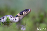 Grass Snake (Natrix natrix)