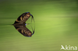 Grass Snake (Natrix natrix)