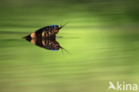 Grass Snake (Natrix natrix)