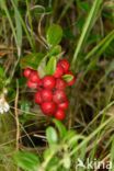 Bog Cranberry