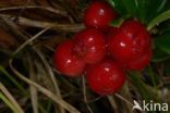 Bog Cranberry