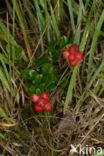 Bog Cranberry