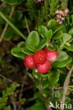 Bog Cranberry