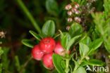 Bog Cranberry