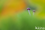 Amethyst Deceiver (Laccaria amethystina)