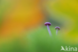 Amethyst Deceiver (Laccaria amethystina)