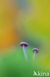 Amethyst Deceiver (Laccaria amethystina)