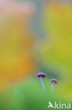 Amethyst Deceiver (Laccaria amethystina)