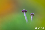 Amethyst Deceiver (Laccaria amethystina)