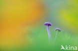 Amethyst Deceiver (Laccaria amethystina)