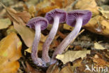 Amethyst Deceiver (Laccaria amethystina)