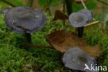 Amethyst Deceiver (Laccaria amethystina)